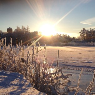 Utsikt över ett fruset Nordre älv från Strandparken, frosttäckt vass i förgrunden